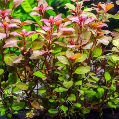 Ludwigia natans