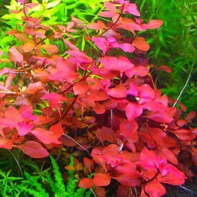 Ludwigia repens 'super red mini'