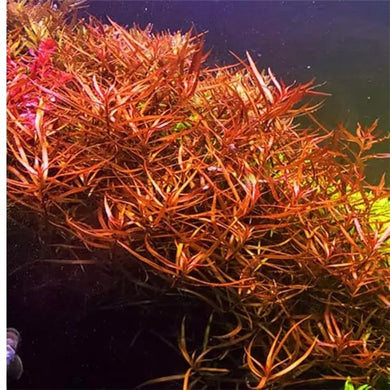 Ludwigia brevipes