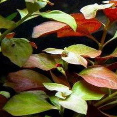 Ludwigia repens