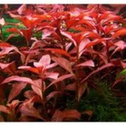 Ludwigia repens 'rubin'