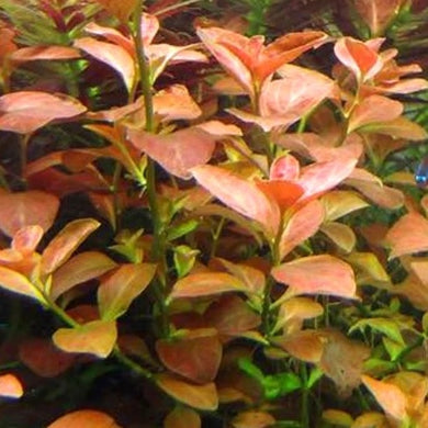 Ludwigia ovalis